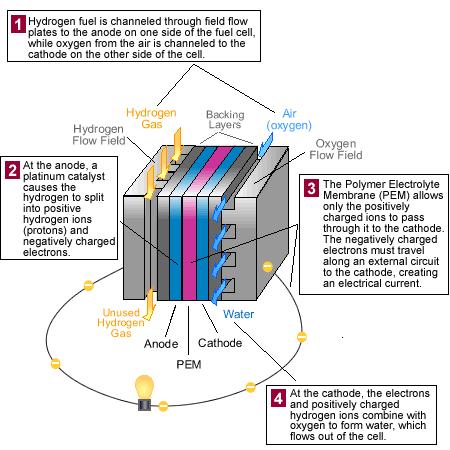Diagram: How a PEM fuel cell works.  1. Hydrogen fuel is channeled through field flow plates to the anode on one side of the fuel cell, while oxygen from the air is channeled to the cathode on the other side of the cell.  2. At the anode, a platinum catalyst causes the hydrogen to split into positive hydrogen ions (protons) and negatively charged electrons.  3. The Polymer Electrolyte Membrane (PEM) allows only the positively charged ions to pass through it to the cathode.  The negatively charged electrons must travel along an external circuit to the cathode, creating an electrical current.  4. At the cathode, the electrons and positively charged hydrogen ions combine with oxygen to form water, which flows out of the cell.